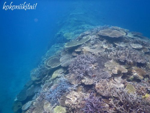 奄美大島、国直、シュノーケル、珊瑚礁