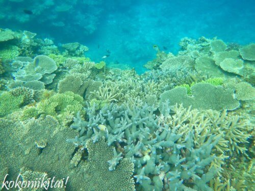 加計呂麻島、実久、シュノーケリング、サンゴ礁