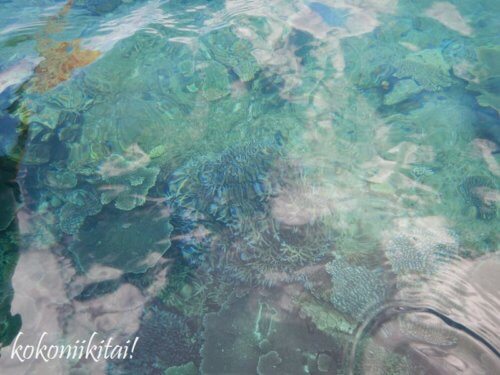 加計呂麻島、実久、シュノーケリング、サンゴ礁