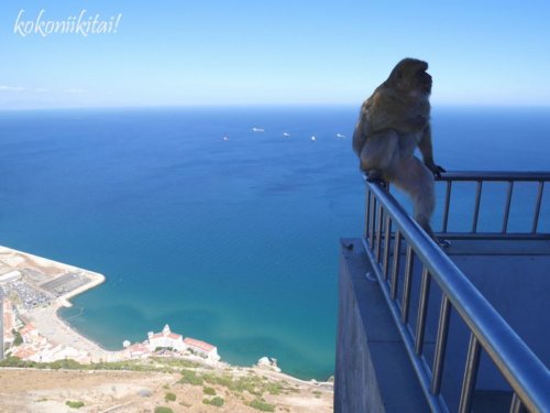 ジブラルタル、ロープウェー、猿