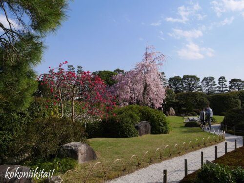 京都、城南宮、しだれ桜