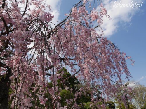 京都、城南宮、しだれ桜