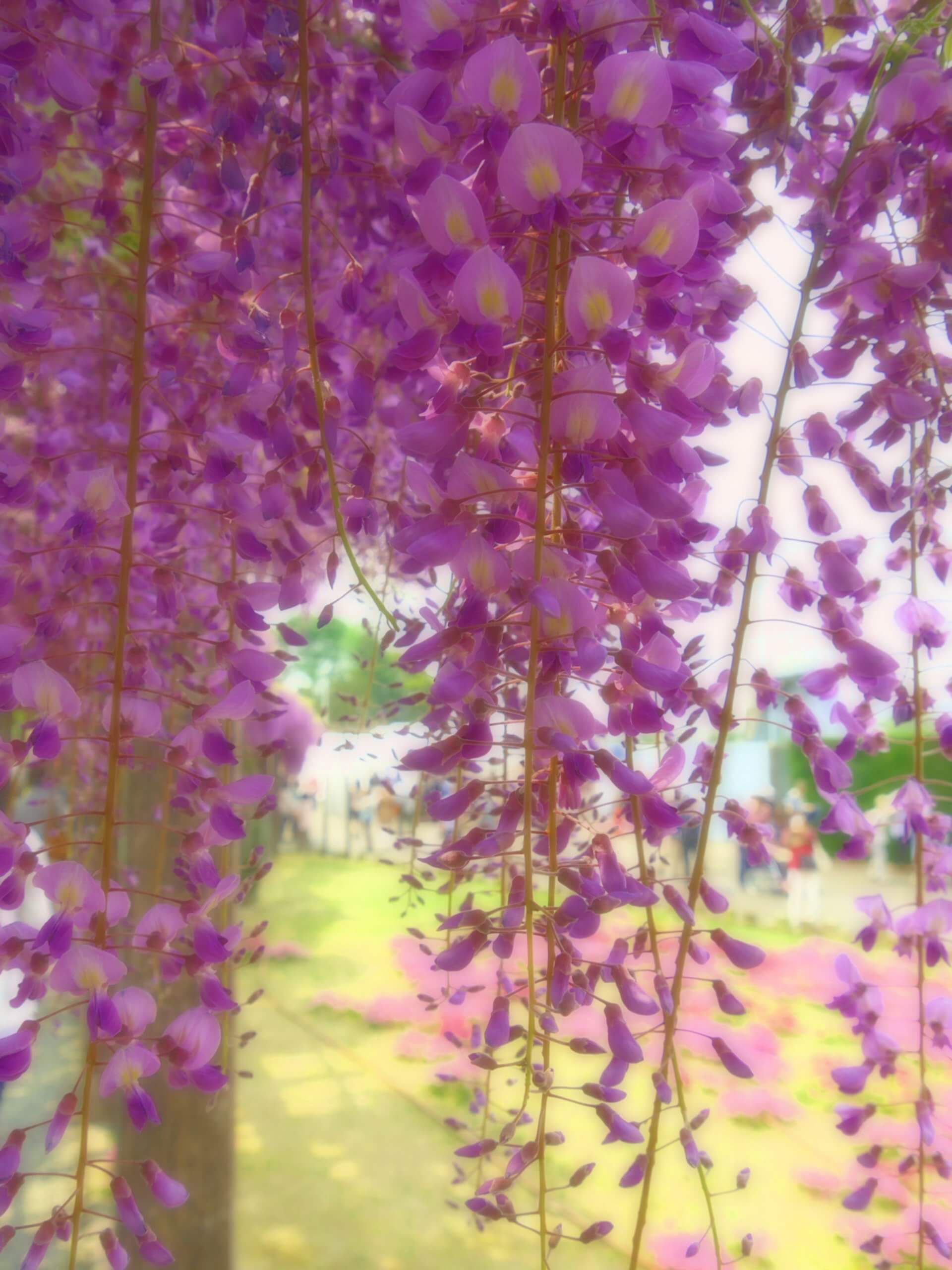 京都上下水道局鳥羽水環境保全センターの藤の花、京都上下水道局鳥羽水環境保全センターの藤棚の通り抜け