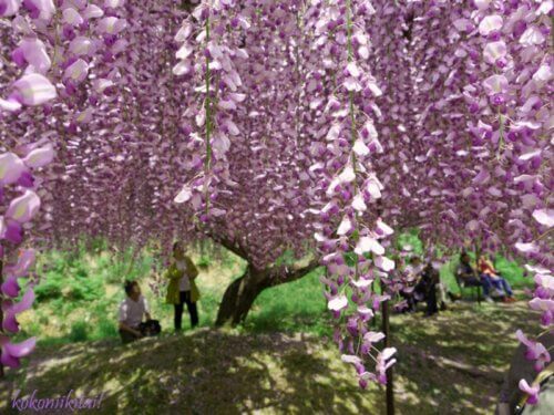 白毫寺の藤の花、関西の藤の名所