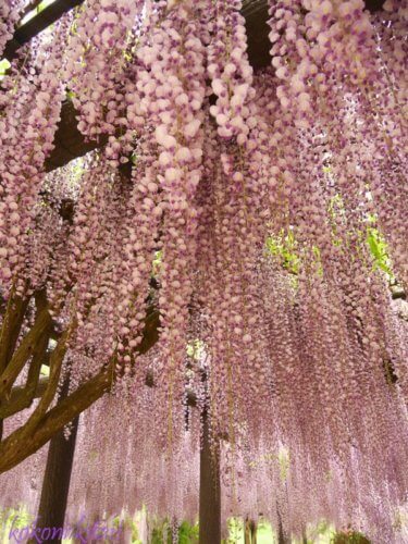 白井大町藤公園のピンクの藤の花、藤の花名所、関西の藤の花