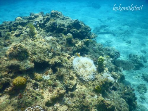 加計呂麻島西安室海岸シュノーケル、西安室の浜の海中サンゴ礁