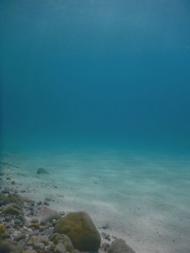 加計呂麻島西安室海岸シュノーケル、西安室の浜の海中