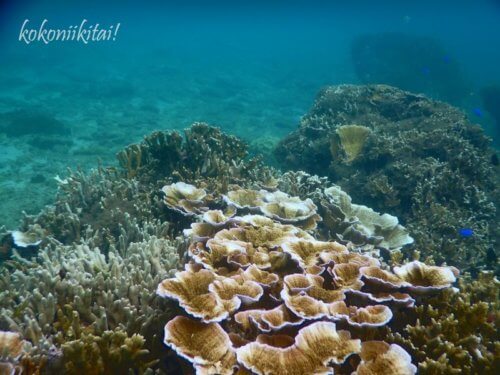 加計呂麻島の徳浜海水浴場サンゴ礁シュノーケル