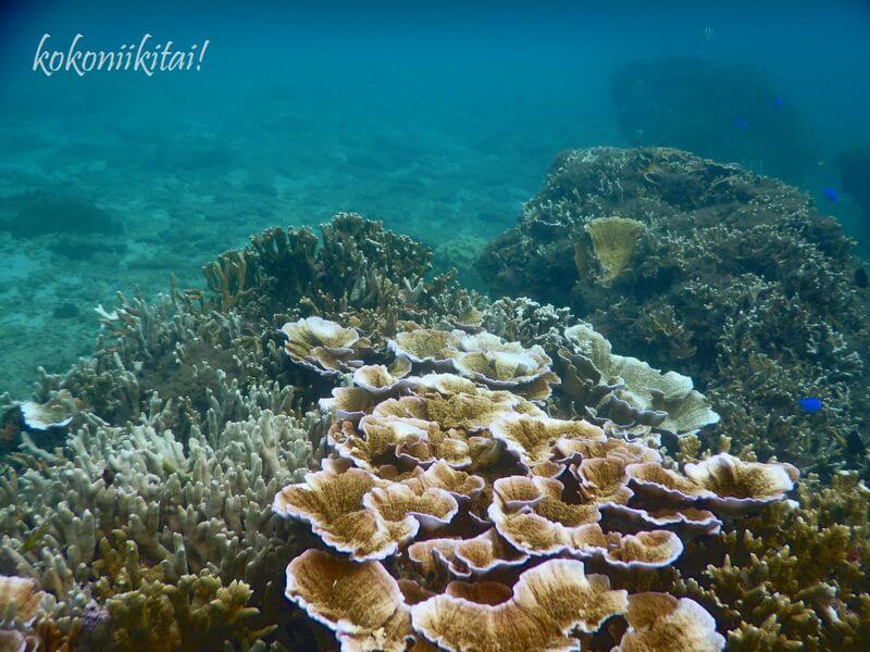 加計呂麻島の徳浜海水浴場サンゴ礁シュノーケル