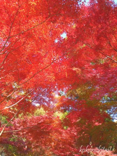 兵庫県たつの市東山公園の紅葉