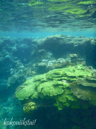 奄美大島の船越海水浴場サンゴ礁