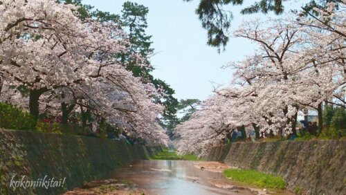 夙川の桜お花見