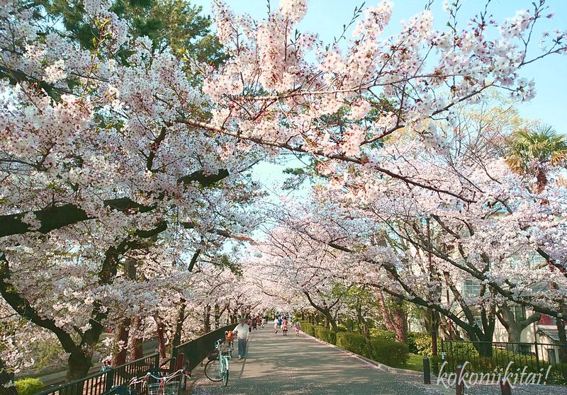 夙川の桜花見