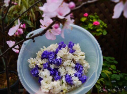 ニオイスミレ八重咲きスウィートバイオレットのパルマスミレでシロップ作り