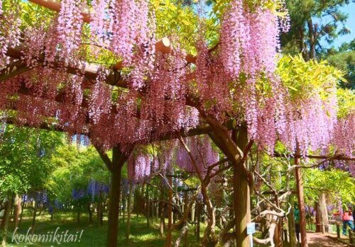 奈良 萬葉植物園で藤の花を雅にお花見 多種多様な藤を満喫できます ここに行きたい