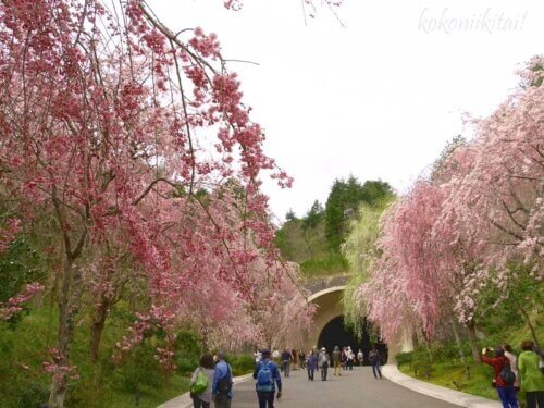 ミホミュージアムの枝垂れ桜満開の時
