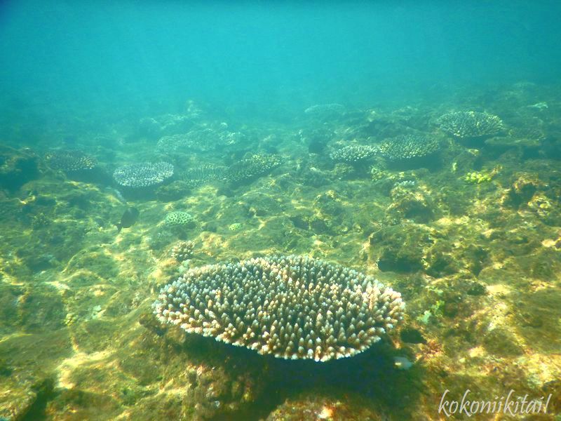 奄美大島の大金久トゥルス公園シュノーケル珊瑚礁