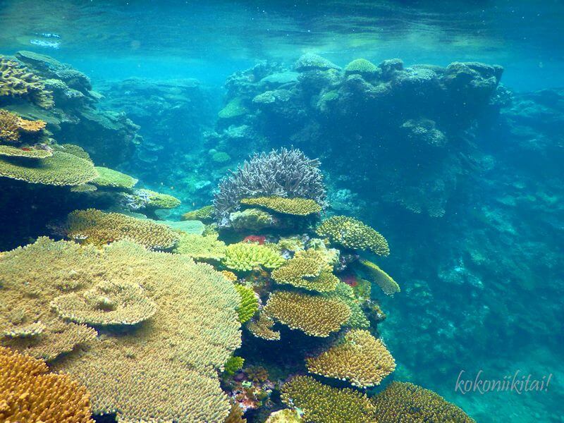 新与那トンネルの浜シュノーケル珊瑚