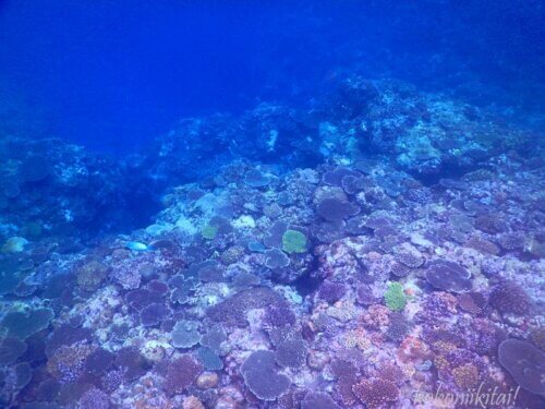辺戸岬の宇佐浜の珊瑚礁