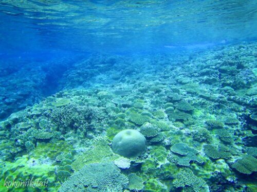 辺戸岬の宇佐浜の珊瑚礁