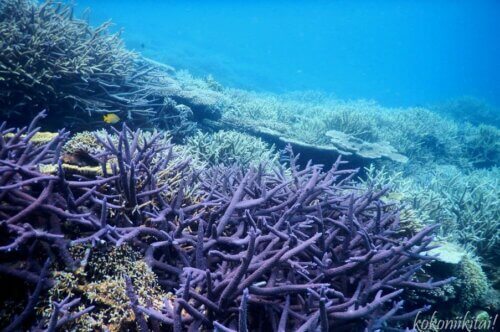 国直海岸の珊瑚礁