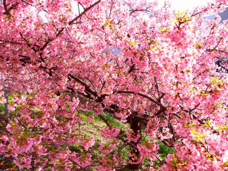京都伏見　淀の河津桜