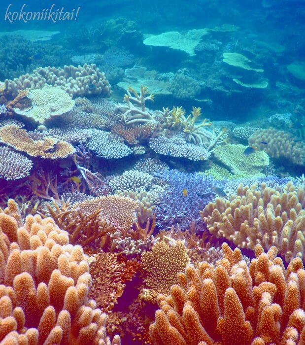ゴリラチョップ珊瑚