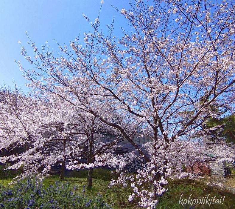香櫨園桜