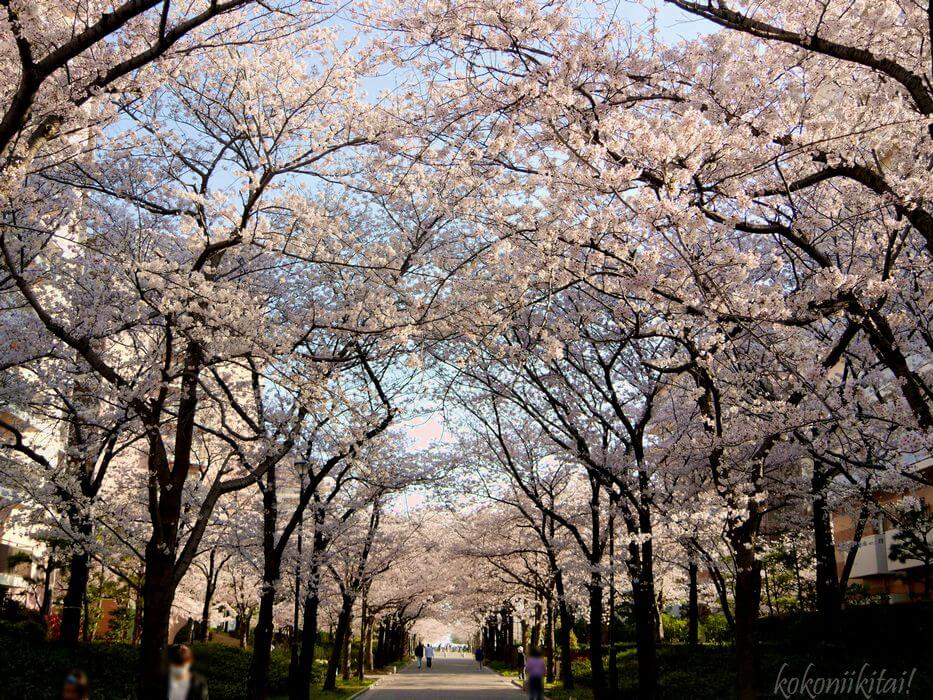 西宮浜桜