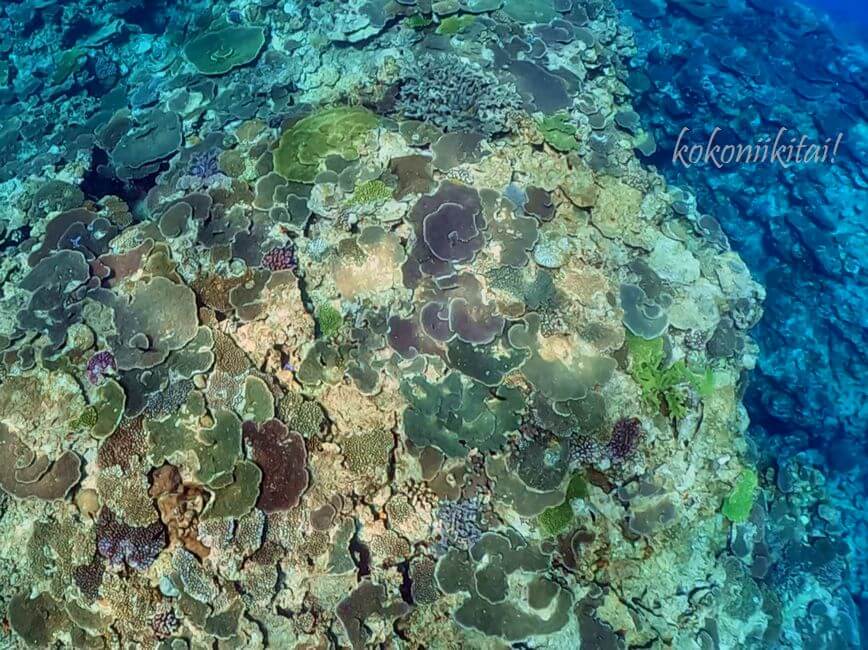 崎山ビーチ珊瑚