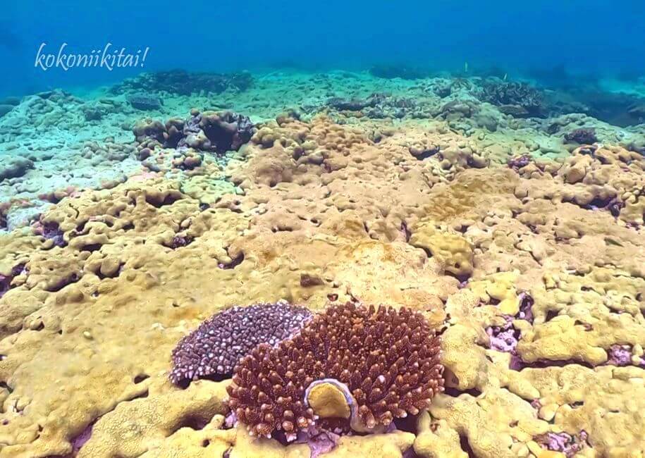 ヤヘー岩珊瑚礁