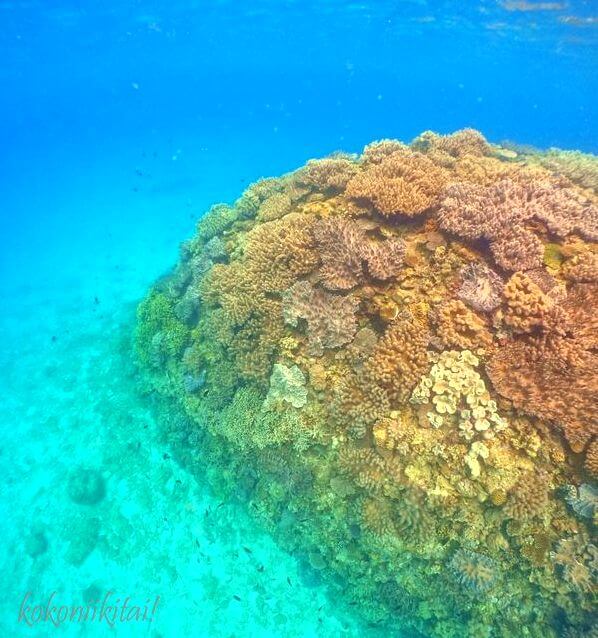 崎本部ビーチ珊瑚礁