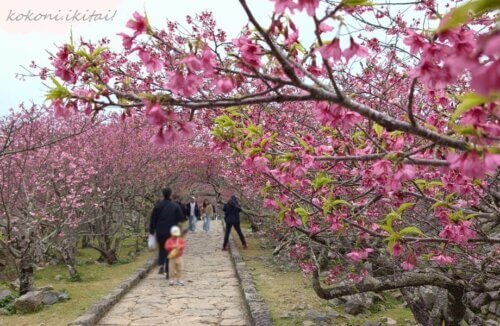 今帰仁城の桜