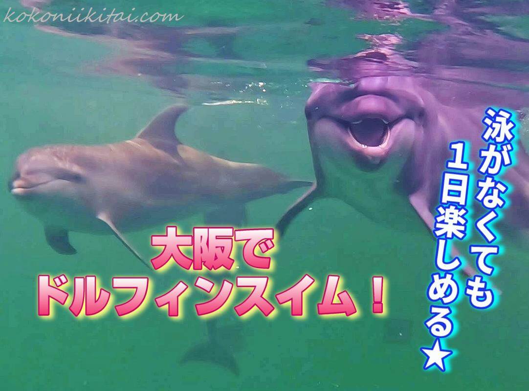 ノアドルフィンドーム